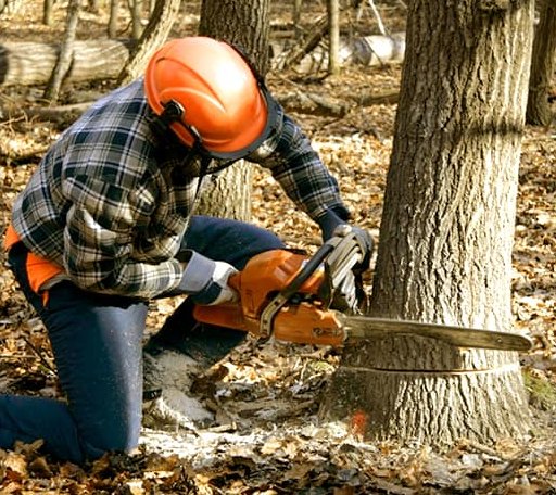 Tree Removal in White Sands Missile Range, NM